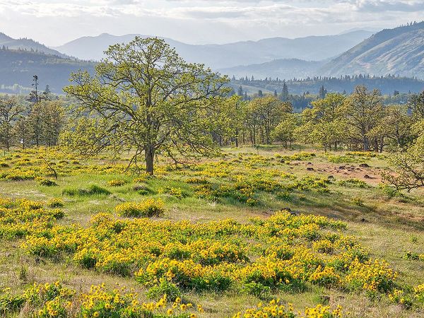 Eggers, Terry 아티스트의 USA-Washington State Lone Oak Tree in field of wildflowers작품입니다.